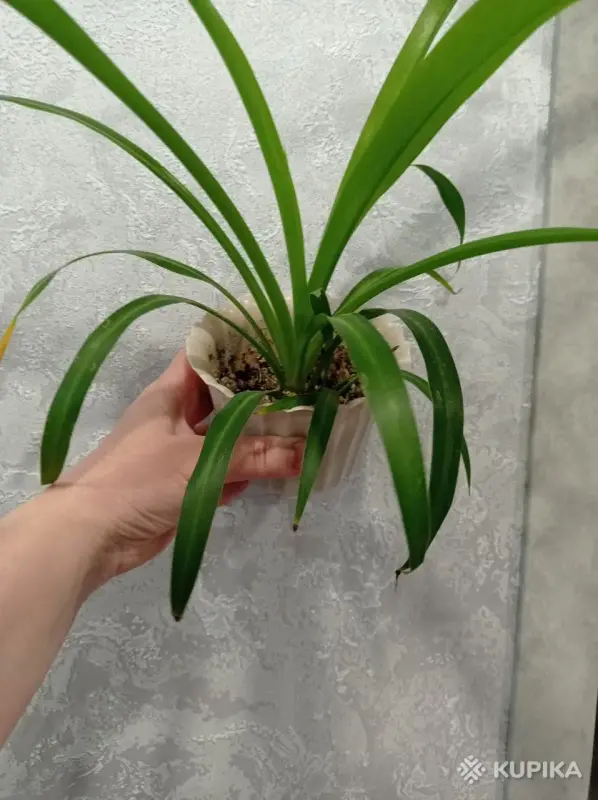 Хлорофитум Хохлатый - Вся Беларусь - 243896 - Доска объявлений Kupika.by - Фото 2