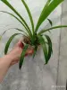 Хлорофитум Хохлатый - Вся Беларусь - 243896 - Доска объявлений Kupika.by - Фото 2