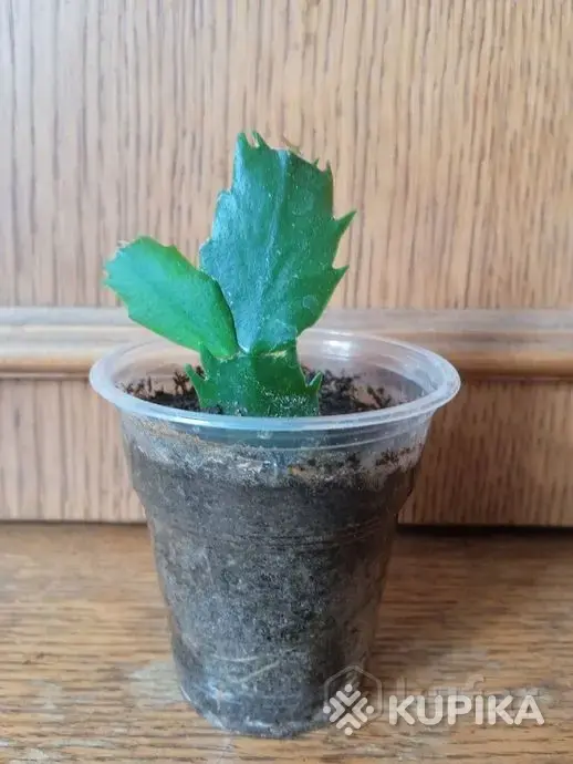 Шлюмбергера (декабрист) сорт "Sao Paolo Brasil" (БЕЛПОЧТА) - Вся Беларусь - 244230 - Доска объявлений Kupika.by - Фото 3