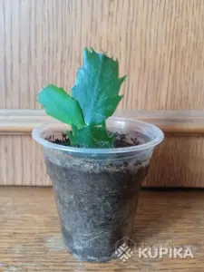 Шлюмбергера (декабрист) сорт "Sao Paolo Brasil" (БЕЛПОЧТА)