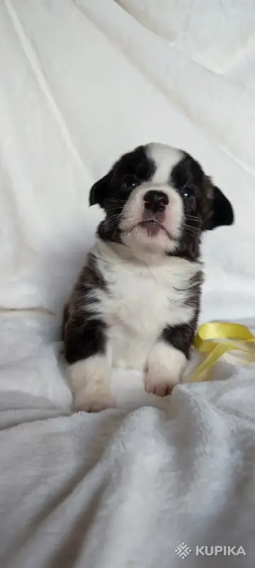 Малыши корги кардиган