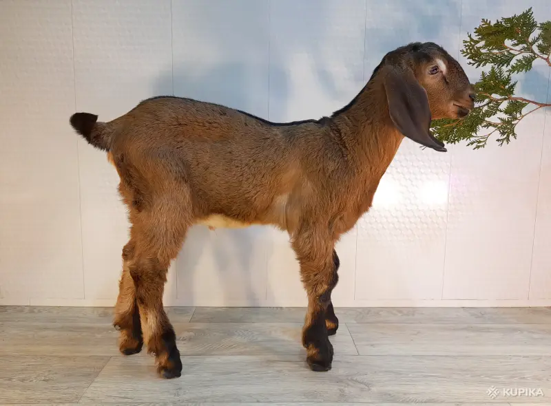 Англо-нубийский 100% ЧП козлик