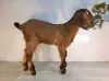 Англо-нубийский 100% ЧП козлик - Вся Беларусь - 242645 - Доска объявлений Kupika.by
