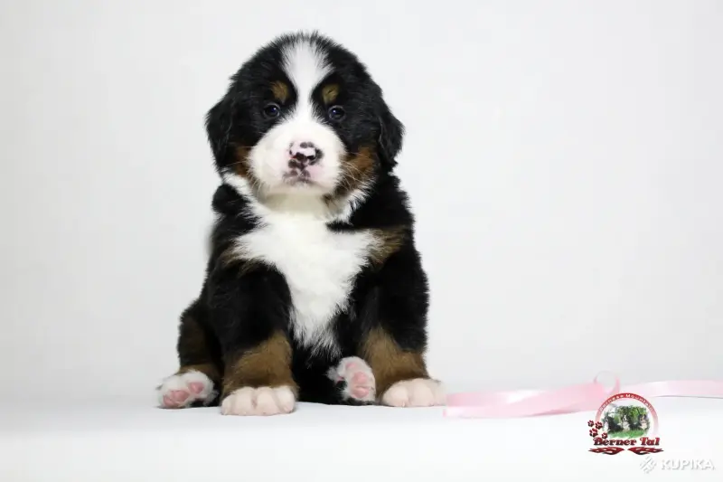 Бернский зенненхунд. Щенки - Вся Беларусь - 243442 - Доска объявлений Kupika.by - Фото 6