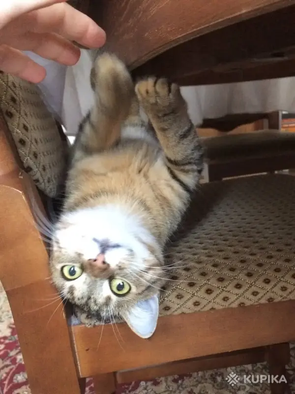 Метис британки Мася в любящие - Вся Беларусь - 244121 - Доска объявлений Kupika.by - Фото 2