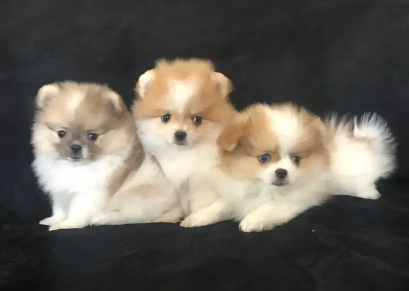 Собаки - померанский шпиц - Вся Беларусь - Фото 2 померанский шпиц - Вся Беларусь - 242040 - Доска объявлений Kupika.by - Фото 2