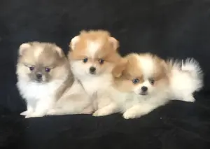 померанский шпиц