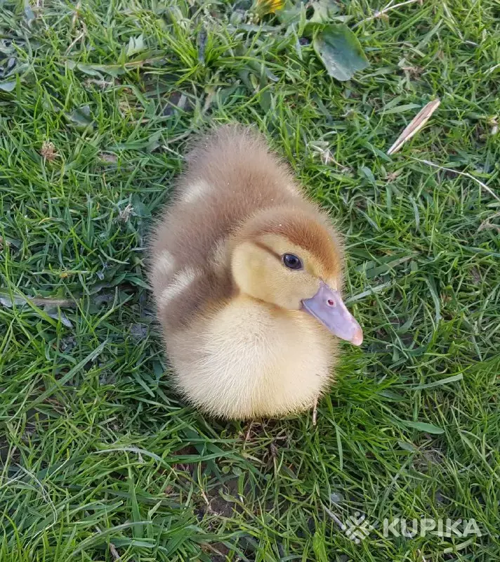 мускусные утята индоутята