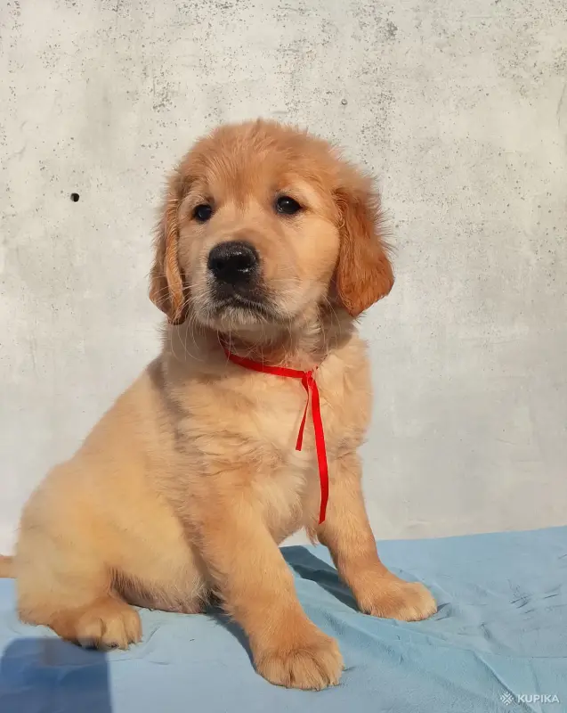 Мальчик золотистого ретривера