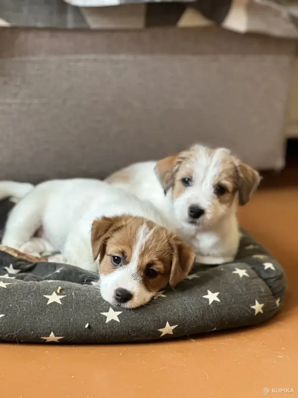 Щенок Джек Рассел - Вся Беларусь - 243642 - Доска объявлений Kupika.by - Фото 7