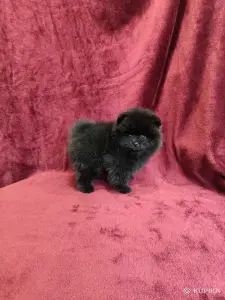 Щенки померанского шпица