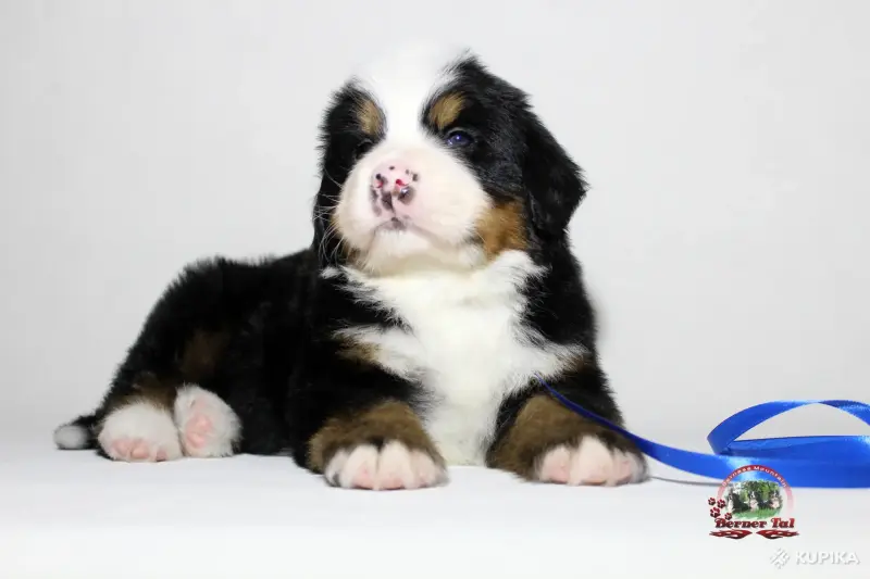 Бернский зенненхунд. Щенки