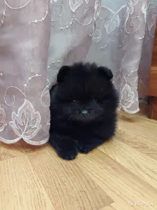 Шпиц померанский