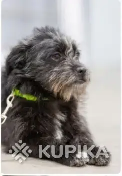 Две диванные собачки в дар