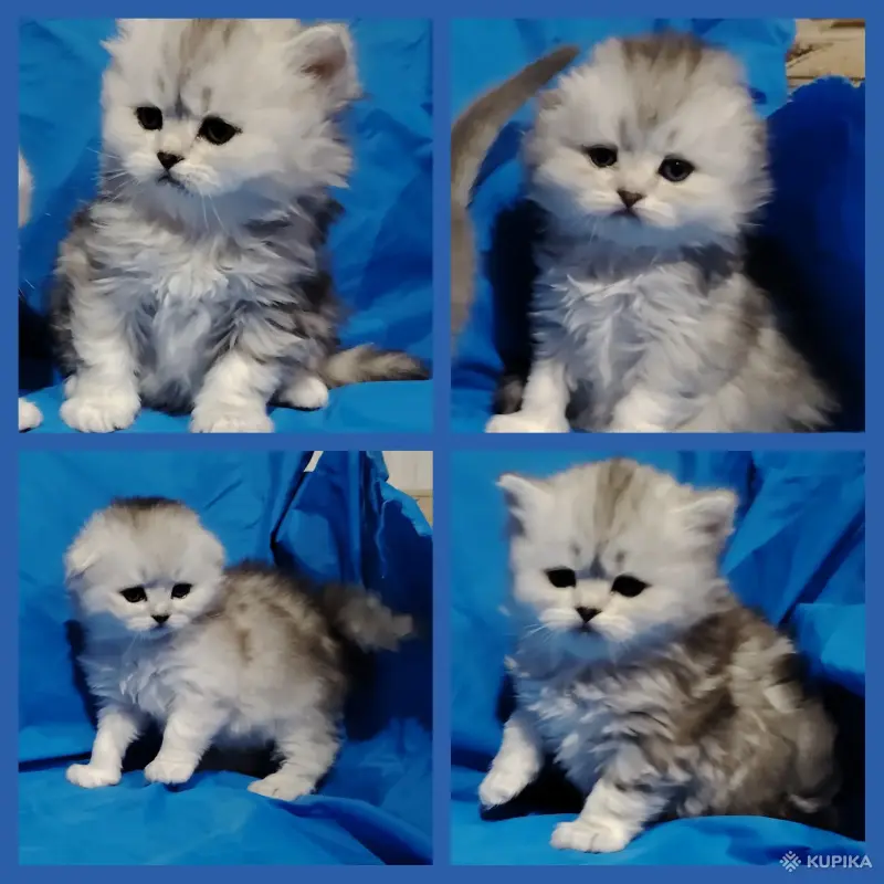Кошки - Котята шиншиллята, шотландские. - Вся Беларусь - Фото 2 Котята шиншиллята, шотландские. - Вся Беларусь - 243175 - Доска объявлений Kupika.by - Фото 2