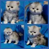 Кошки - Котята шиншиллята, шотландские. - Вся Беларусь - Фото 2 Котята шиншиллята, шотландские. - Вся Беларусь - 243175 - Доска объявлений Kupika.by - Фото 2