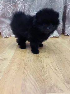 Шпиц- мальчик