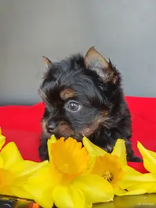 Йоркширский терьер девочка без перецвета