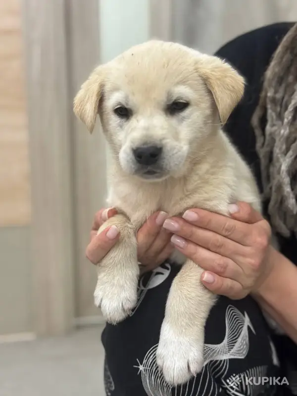 Джина и ее щенки (2 месяца) ищут дом - Вся Беларусь - 247216 - Доска объявлений Kupika.by - Фото 2