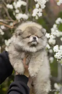 Померанский шпиц, уникальный окрас на изысканный вкус!