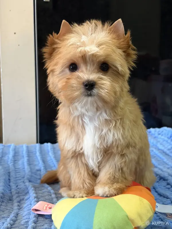 Щенки Голддаст Йорка