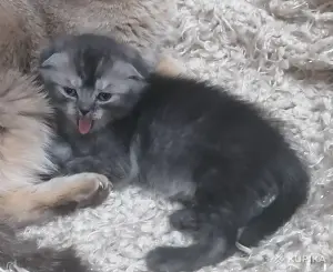 Котята вислоухие шотландские