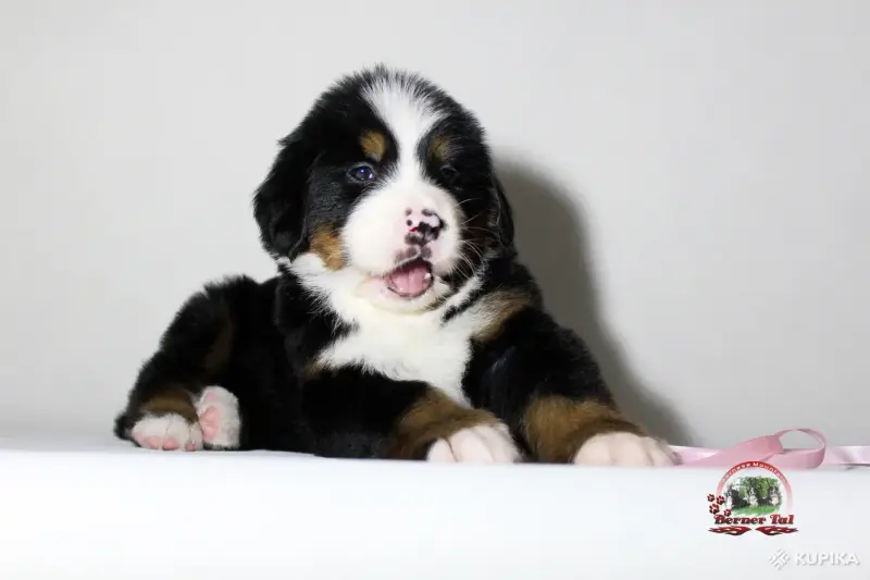 Бернский зенненхунд. Щенки - Вся Беларусь - 243442 - Доска объявлений Kupika.by - Фото 5