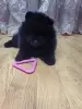 Мальчик померанский шпиц - Скидель - 243350 - Доска объявлений Kupika.by - Фото 2