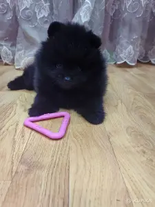 Мальчик померанский шпиц