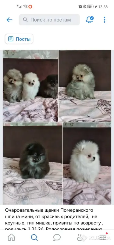 Померанский шпиц щенки мини мишка