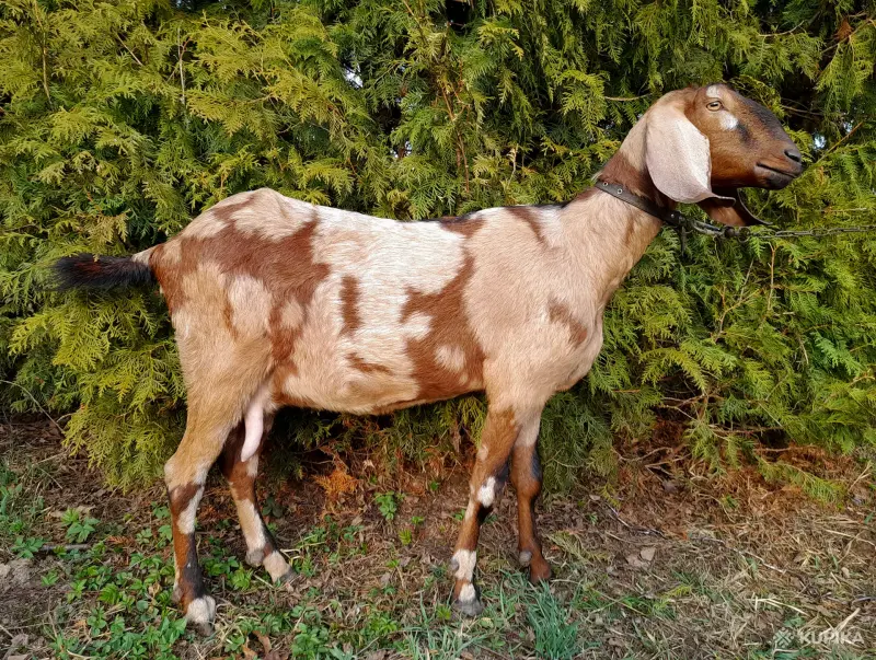 Англо-нубийский 100% ЧП козлик - Вся Беларусь - 242645 - Доска объявлений Kupika.by - Фото 5