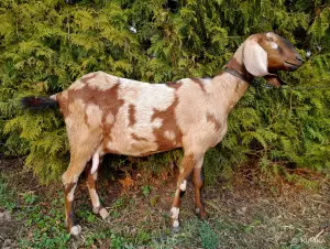 Англо-нубийский 100% ЧП козлик