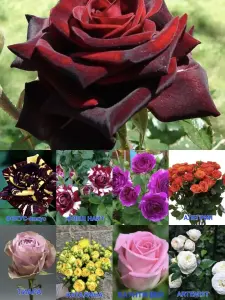 Саженцы роз