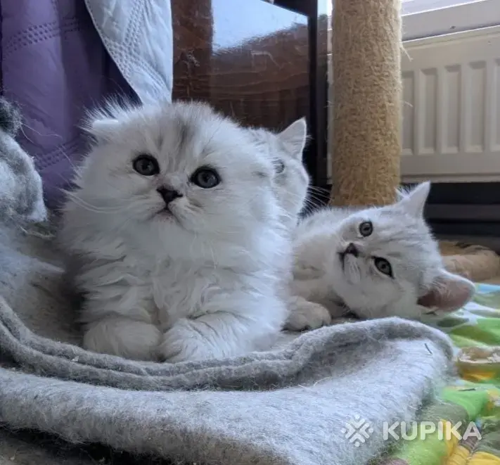 Котята модных окрасов.