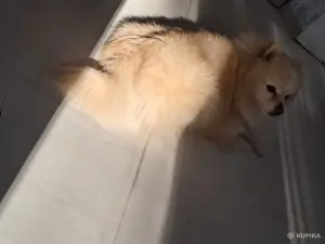 Щенки шпица