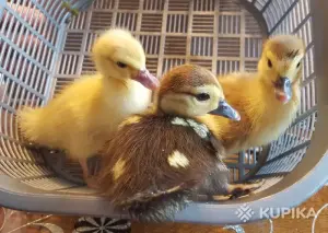 мускусные утята индоутята