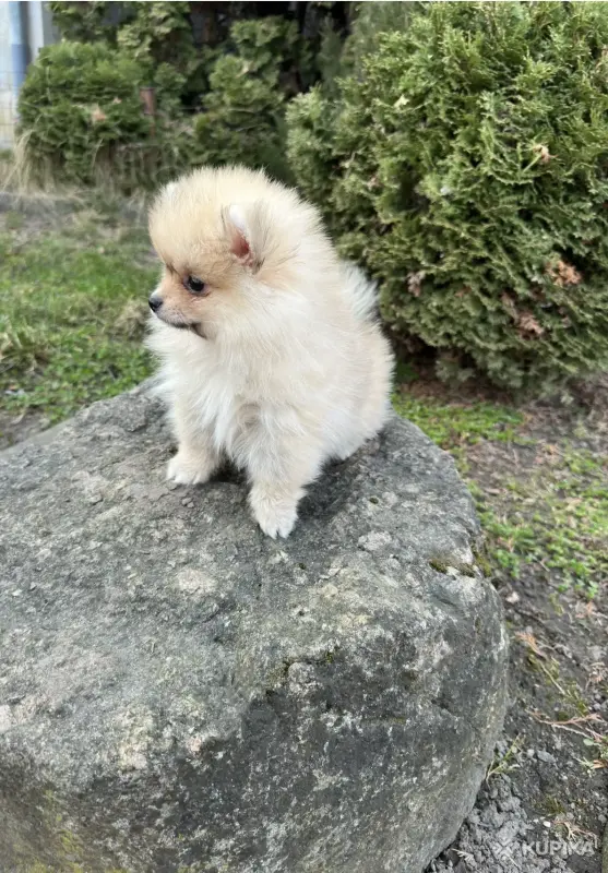 Собаки - Померанский шпиц - Вся Беларусь - Фото 3 Померанский шпиц - Вся Беларусь - 242436 - Доска объявлений Kupika.by - Фото 3