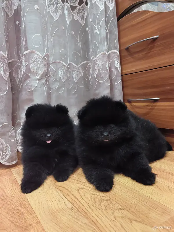 Собаки - Померанский шпиц. - Вся Беларусь Померанский шпиц. - Вся Беларусь - 243151 - Доска объявлений Kupika.by