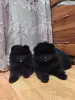 Собаки - Померанский шпиц. - Вся Беларусь Померанский шпиц. - Вся Беларусь - 243151 - Доска объявлений Kupika.by