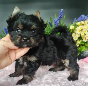 Йоркширский терьер девочка без перецвета