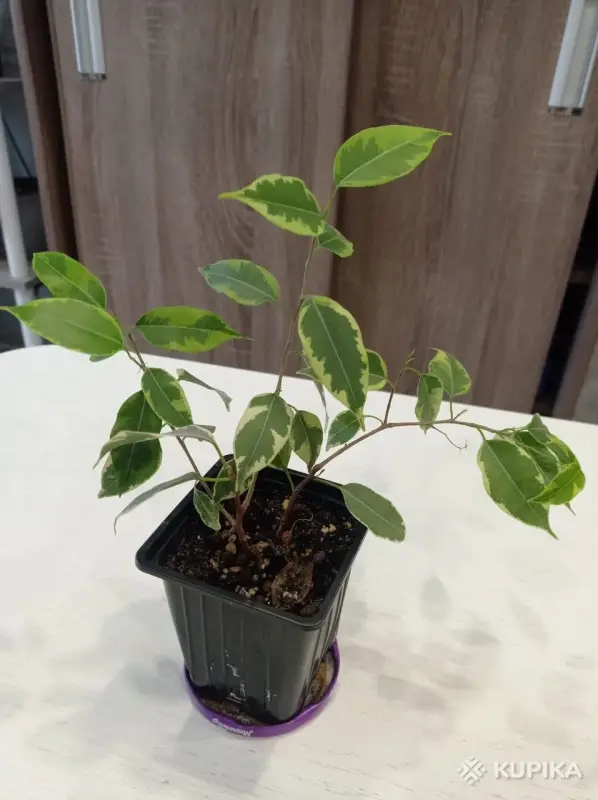 Фикус Бенжамина