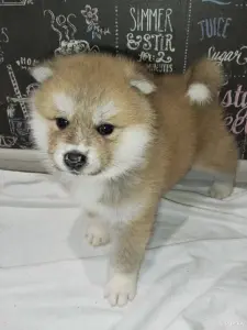 Щенки акита-ину