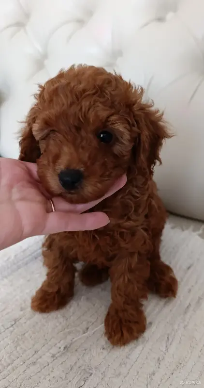 Девочка той-пудель