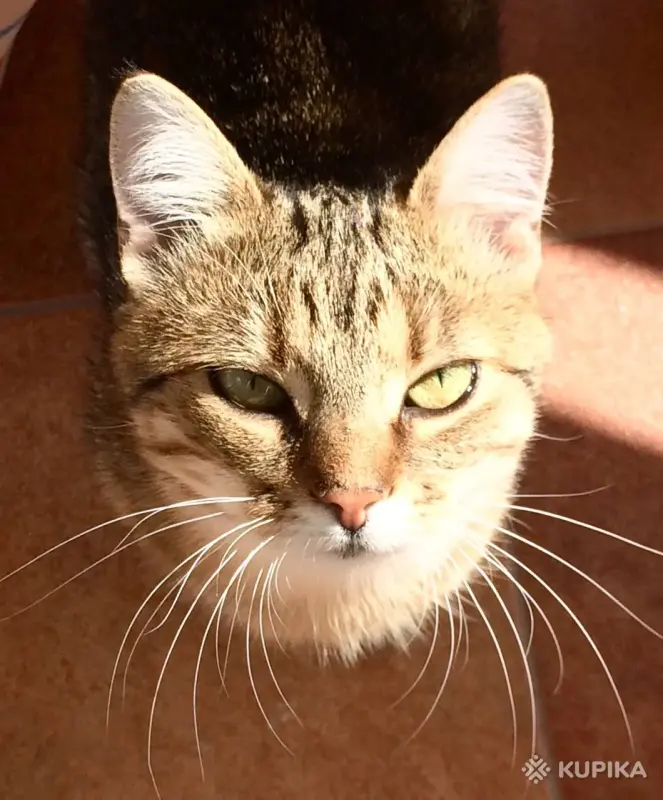 Метис британки Мася в любящие - Вся Беларусь - 244121 - Доска объявлений Kupika.by - Фото 8