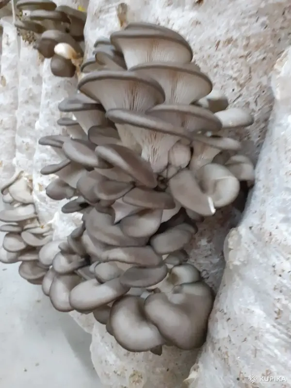 Грибные блоки вешенки. - Вся Беларусь - 243227 - Доска объявлений Kupika.by - Фото 3