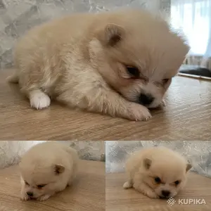 Щенки шпица