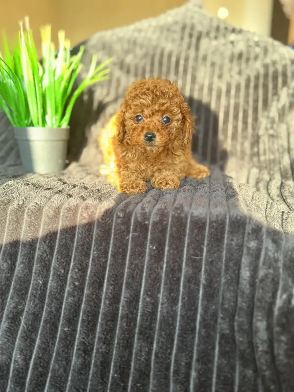 Щенки мини пуделя мальтипу Пушон кавапу Помапу доставка рб