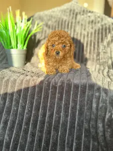 Щенки мини пуделя мальтипу Пушон кавапу Помапу доставка рб