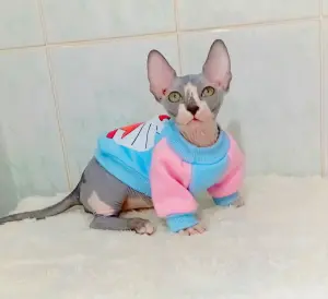 Канадский сфинкс бамбино мальчик