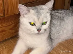 Шотландские котята.